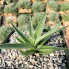 Agave bracteosa Cacti Cactus Succulent Real Live Plant