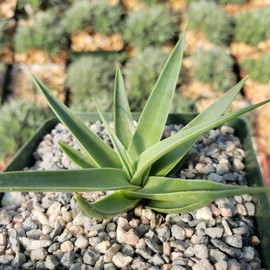 Agave bracteosa Cacti Cactus Succulent Real Live Plant
