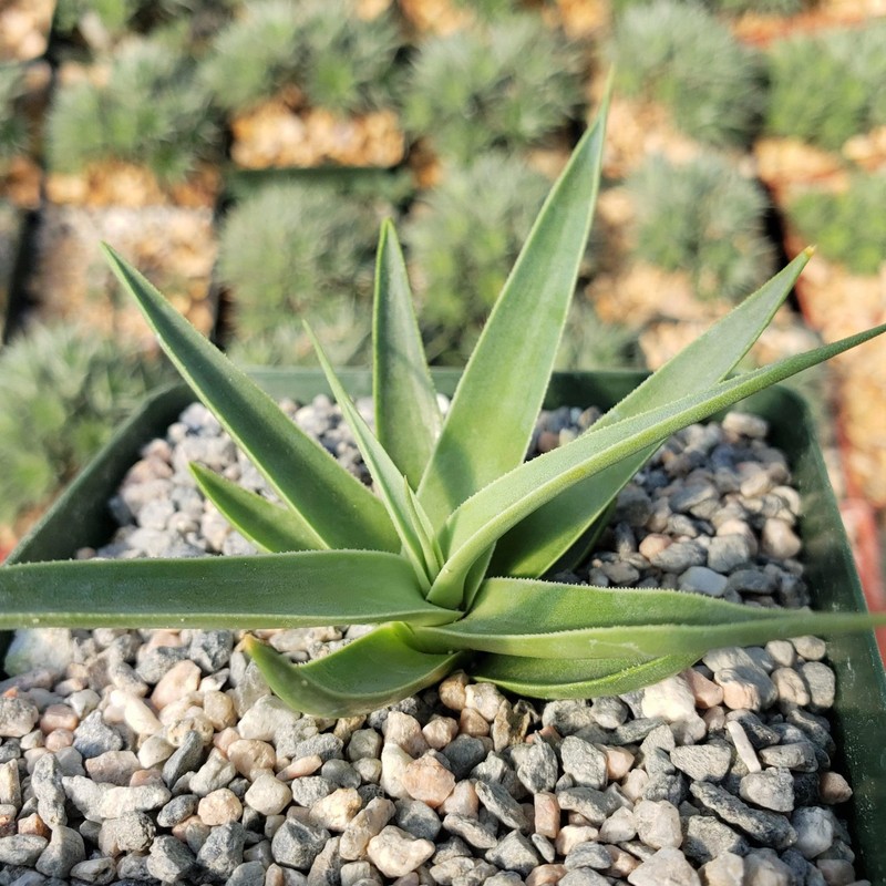 Agave bracteosa Cacti Cactus Succulent Real Live Plant