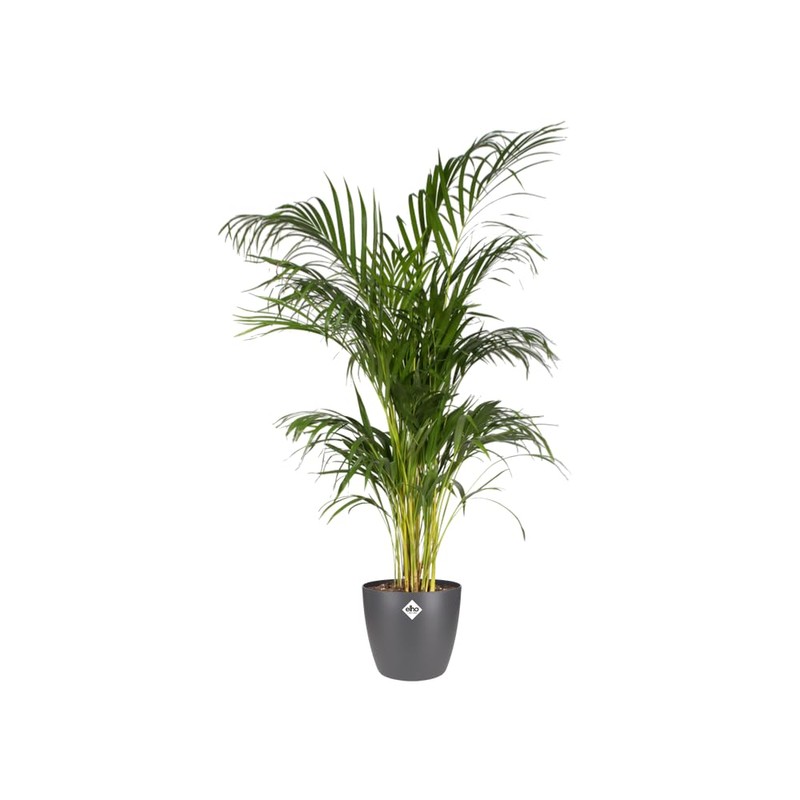 elho Brussels Round 18 - Flower Pot for Indoor -