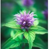 MySeeds.Co MONARDA citriodora (Lemon Mint) Flower Seeds, Aromatic Foliage with