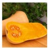 Premier Seeds Direct Squash - Butternut - Hunter F1-20 Seeds