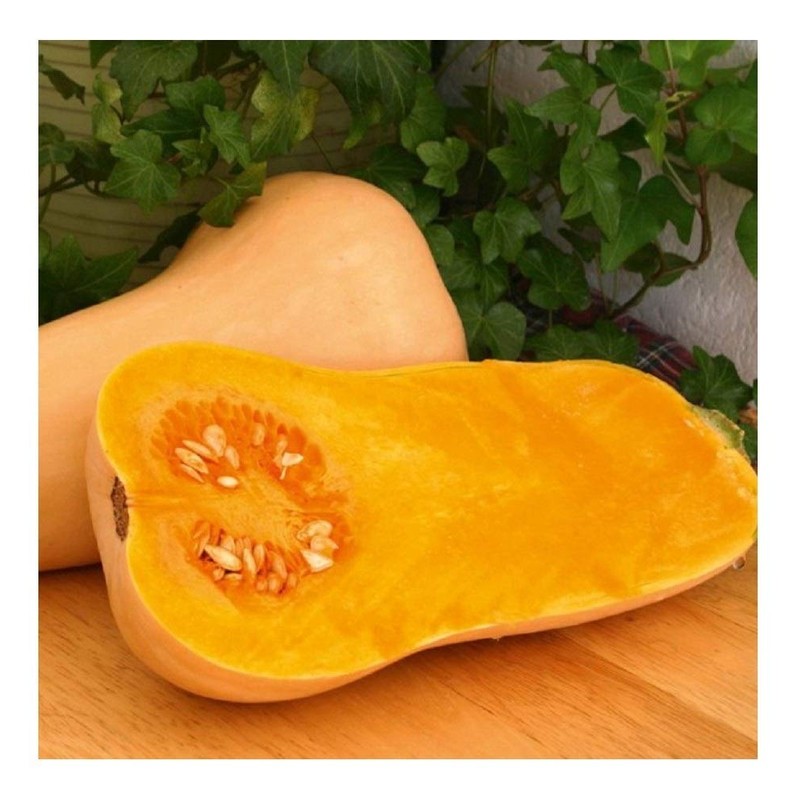 Premier Seeds Direct Squash - Butternut - Hunter F1-20 Seeds