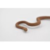 Unbranded Eastern Brown Snake, Australia, Rubber , Model Toy Realistic3