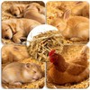 Natural Wheat Straw - Dry Clean Soft Bale for Stray