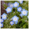 Everwilde Farms - 1/4 Lb Baby Blue Eyes Native Wildflower