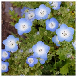 Everwilde Farms - 1/4 Lb Baby Blue Eyes Native Wildflower Seeds - Gold Vault