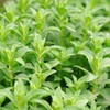 Outsidepride Pennyroyal Flower - 5000 Seeds