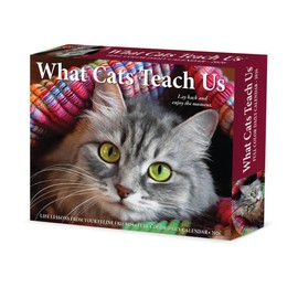 What Cats Teach Us 2026 5.4" x 6.2" Box Calendar