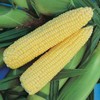 Honey Select Treated Yellow Hybrid Sweet Corn Seed 200 Seed