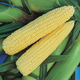 Honey Select Treated Yellow Hybrid Sweet Corn Seed 200 Seed CT