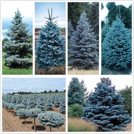 Blue Spruce Seeds for Planting | 50 Seeds | Colorado Blue Spruce, Picea pungens glauca | Attractive Trees for Privacy or Landscaping