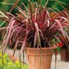 Outsidepride New Hybrids Phormium Seeds - 100 Pcs Perennial, Sword-Shaped