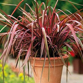 Outsidepride New Hybrids Phormium Seeds - 100 Pcs Perennial, Sword-Shaped Leaves, Hardy, Low Maintenance, Attracts Pollinators, Beautiful Foliage, Perfect for Coastal Gardens and Focal Points