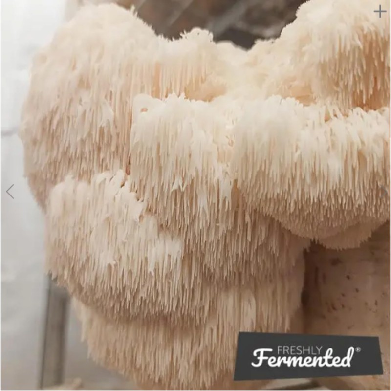 Freshly Fermented - Organic Mushroom Coffee Instant - Lions Mane