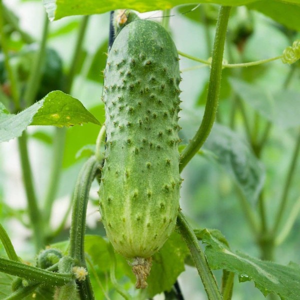 Generic 100 Boston Pickling Cucumber Seeds for Planting 3 Grams