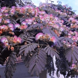 CHUXAY GARDEN 5 Seeds Albizia Julibrissin Seed,Summer Chocolate,Silk Tree,Mimosa,Bastard Tamarind,Nemu Tree Exotic Flowering Deciduous Hardy Tree Privacy Screen Striking Landscaping Plant