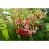 5 Seeds Rangoon Creeper, Red Pink Quisqualis Flower Seeds Combretum