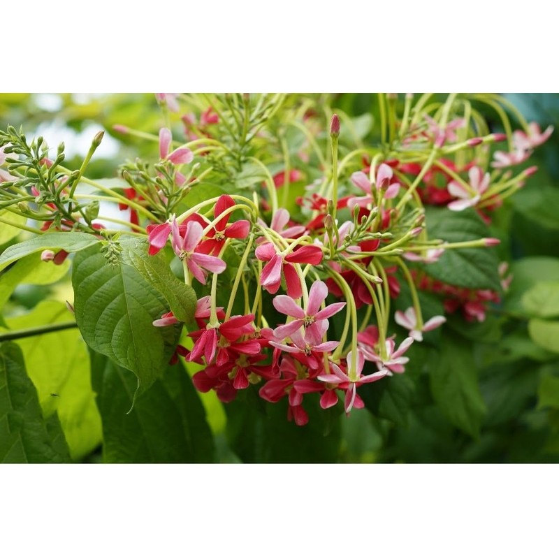 5 Seeds Rangoon Creeper, Red Pink Quisqualis Flower Seeds Combretum
