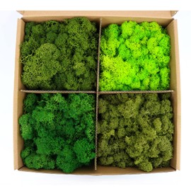 Preserved Moss 4 Color Reindeer Moss, Total 14OZ Each Color 3.5OZ, Colored Moss for Moss Crafts, Moss Wall, Home Office Artistic Decoration Forest Green/Yellow Green/Leaves Green/Grass Green