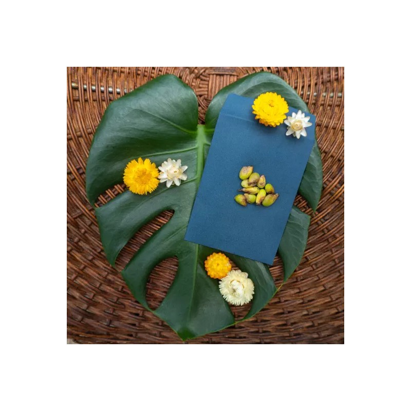 Odd Frond Monstera Deliciosa Seeds Fresh 10 Count Batch |