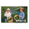 New Tea Deep Steamed Tea "Hatsukumi" 100g "100% Kakegawa Tea"