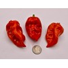 JD Piranha Pepper Seeds