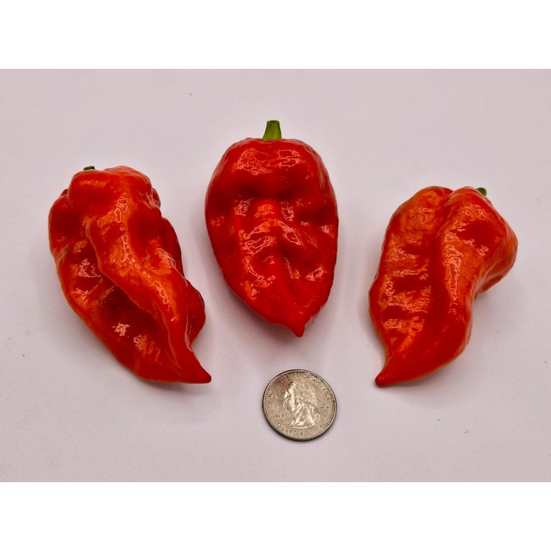 JD Piranha Pepper Seeds