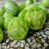 Outsidepride Mouse Melon AKA Mexican Sour Gherkin, Mexican Sour Cucumber