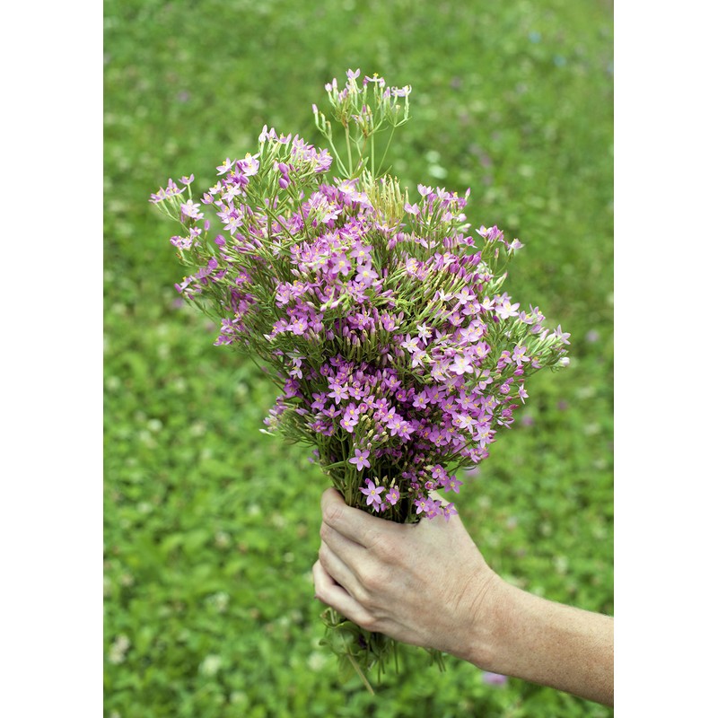 Health Embassy Common Centaury Herb Tea | Centaurium erythraea |