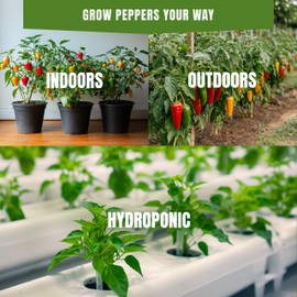 Cayenne Pepper Seeds for Planting – 50 Non-GMO Heirloom USA-Grown Hot Chili 30,000–50,000 SHU with High Germination (Capsicum annuum)