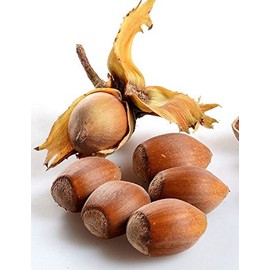 Hazelnut Oil - 100% Pure and Organic 16 Oz - Also known as cobnut or filbert nut oil - Great oil for oily skin