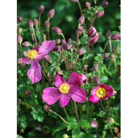 Perennial Farm Marketplace Anemone Fantasy 'Red Riding Hood' (Hybrid) Perennial, Size-#1 Container, Pink Flowers