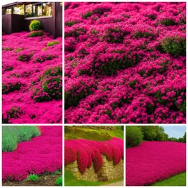 20000+ Red Creeping Thyme Seeds Ground Cover Plant Seeds Perennial- Non-GMO Heirloom Flower Creeping Thyme Seeds for Planting