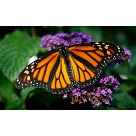 CZ Grain Monarch Butterfly Garden Seed Kit - You will see MANY Monarchs