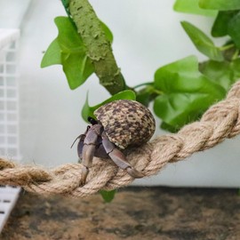 Hermit Crab Climbing Toys, Hermit Crab Rope Ladder, Hermit Crab Supplies, Reptile Vines Toys, Reptile Tank Terrarium Accessories, Habitat Decor for Hermit Crab Lizards Geckos Snakes