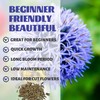 Echinops Seeds Pack - Beautiful Garden Flowers Seeds