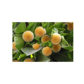 Adina cordifolia 20 Seeds Rare Kadam Tree Kadamba Ancient Look for Bonsai Ornamental or Specimen Plant Small Pink Blossoms Winter Interest