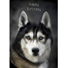 Husky Dog Birthday Card
