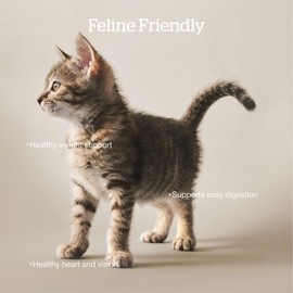 Now Fresh Dry Cat Food, Turkey, Salmon and Duck Recipe, 3 lbs - Grain Free Cat Food, Made with Real Meat and Fish