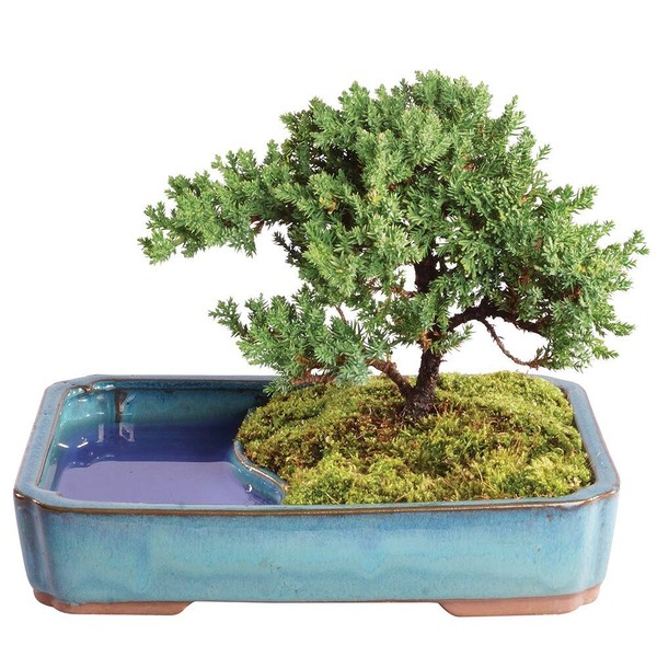 Brussel's Bonsai Live Green Mound Juniper Outdoor Bonsai Tree in Water Pot-4 Years Old 8" to 10" Tall