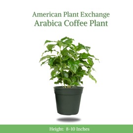American Plant Exchange Arabica Coffee Live Plant, 4-Inch Pot, Fruiting Indoor Houseplant, Easy Care, Shiney Green Foliage