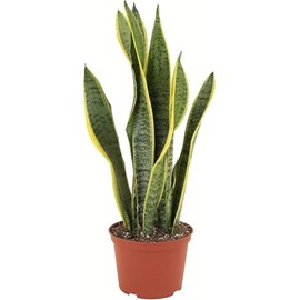 Shop Succulents Snake Plant, Live Indoor and Outdoor Sansevieria Laurentii Plant, Easy Care Tropical Houseplant in Nursery Pot, Air Purifying Plant in Soil, Housewarming, Home Décor, 1-2 Feet Tall
