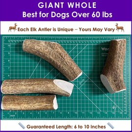 Deluxe Naturals 2-Pack Giant Whole Elk Antler Dog Chews for Large to Giant Dogs Over 60 lbs (6-10 Inch) | Heavy Chewer Dog Toys | Long Lasting Natural Bones for Aggressive Chewers