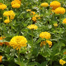 Outsidepride 1000 Seeds Annual Zinnia Elegans Dahlia Yellow Canary Bird Flowers for Planting