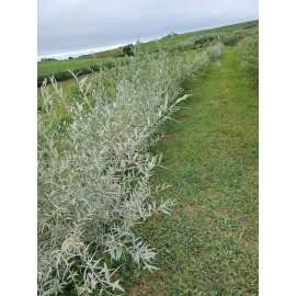 CZ Grain Edelweiss Willow Tree Cutting to Grow - Fast Growing Stunning Hedge or Shade