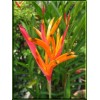 heliconia 2 Yellow Orange Heliconia Rhizomes Exotic Tropical Bloom -