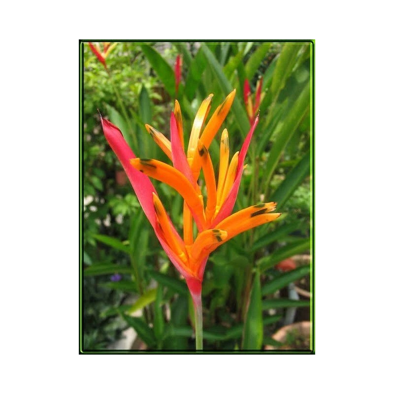 heliconia 2 Yellow Orange Heliconia Rhizomes Exotic Tropical Bloom -