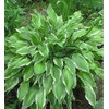 First Frost Hosta - Shade Plant 24" Tall