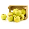 Santiam Nursery Golden Delicious apple tree, bare root